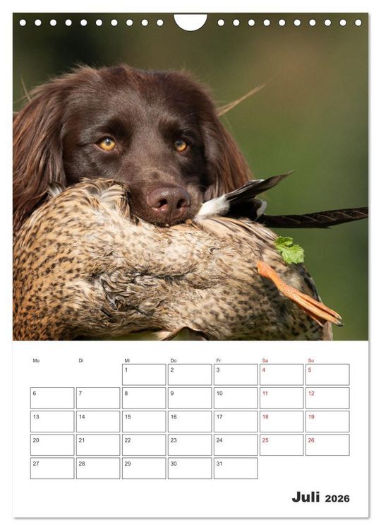 Produktbild: Geboren um zu Jagen. Der kleine M&uuml;nsterl&auml;nder (Wandkalender 2026 DIN A4 hoch), CALVENDO Monatskalender