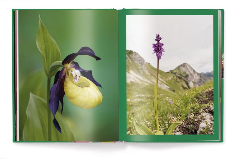 Produktbild: Floramour: Orchideen