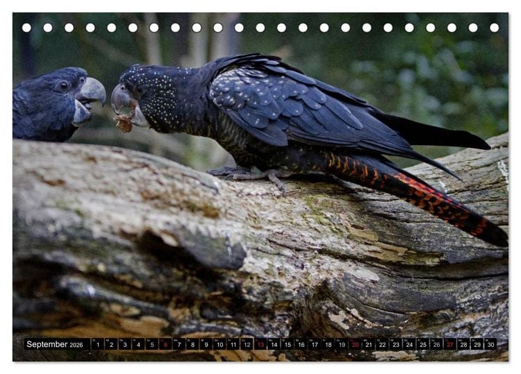 Produktbild: Papageien. Bunt, laut und klug (Tischkalender 2026 DIN A5 quer), CALVENDO Monatskalender