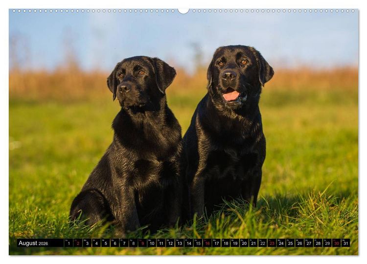 Produktbild: Labrador Retriever - ein Herz auf 4 Pfoten (hochwertiger Premium Wandkalender 2026 DIN A2 quer), Kunstdruck in Hochglanz