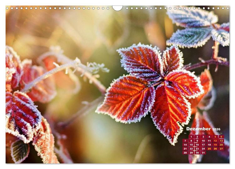 Produktbild: Die Welt in Orange (Wandkalender 2026 DIN A3 quer), CALVENDO Monatskalender