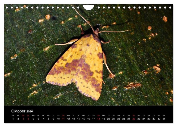 Produktbild: Nachtfalter - Unbekannte Sch&ouml;nheiten (Wandkalender 2026 DIN A4 quer), CALVENDO Monatskalender