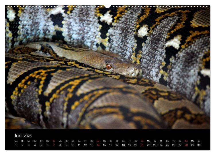 Produktbild: Schlangen (hochwertiger Premium Wandkalender 2026 DIN A2 quer), Kunstdruck in Hochglanz