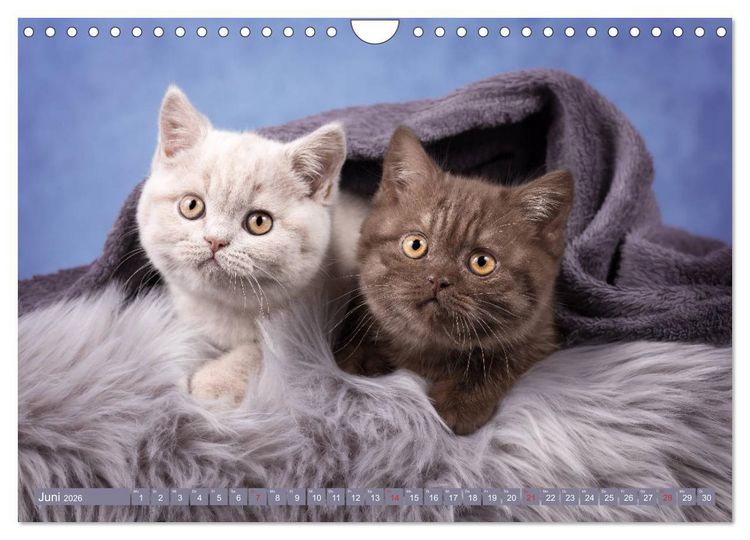 Produktbild: Kleine Stubenstiger (Wandkalender 2026 DIN A4 quer), CALVENDO Monatskalender