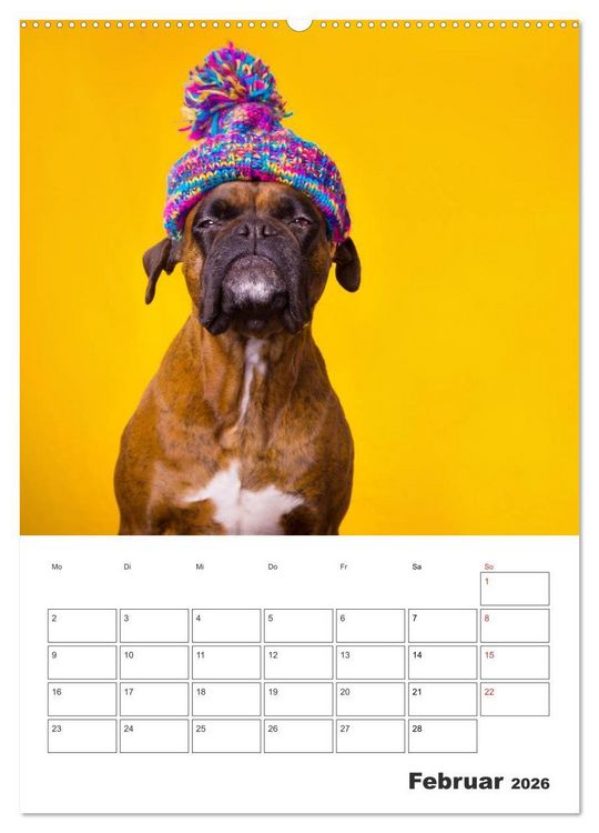 Produktbild: colorful world of boxer 2026 (Wandkalender 2026 DIN A2 hoch), CALVENDO Monatskalender