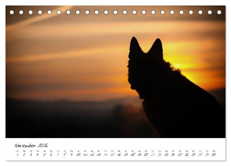 Produktbild: Deutsche Sch&auml;ferhunde - Traumhunde (Tischkalender 2026 DIN A5 quer), CALVENDO Monatskalender