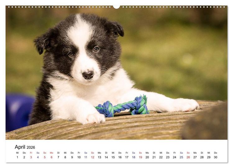 Produktbild: Pfotastische Border Collie Welpen (Wandkalender 2026 DIN A2 quer), CALVENDO Monatskalender