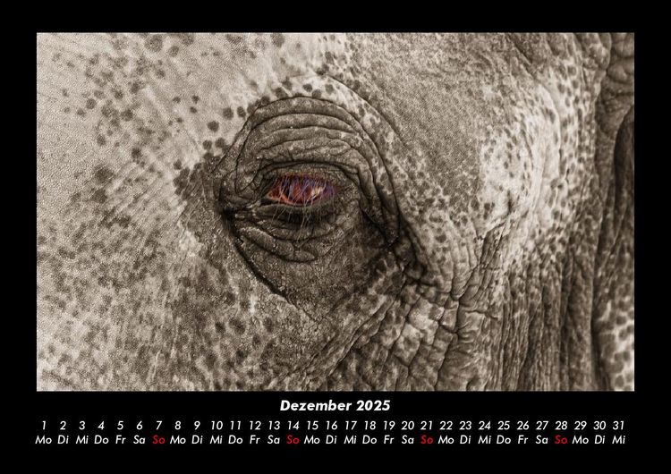 Produktbild: Elefanten - Die sanften Riesen Afrikas 2025 Fotokalender DIN A3