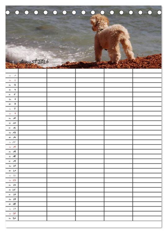 Produktbild: Der Pudel-Familienplaner (Tischkalender 2026 DIN A5 hoch), CALVENDO Monatskalender
