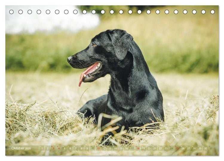 Produktbild: Faszination Labrador - gelb, foxred, schwarz (Tischkalender 2026 DIN A5 quer), CALVENDO Monatskalender