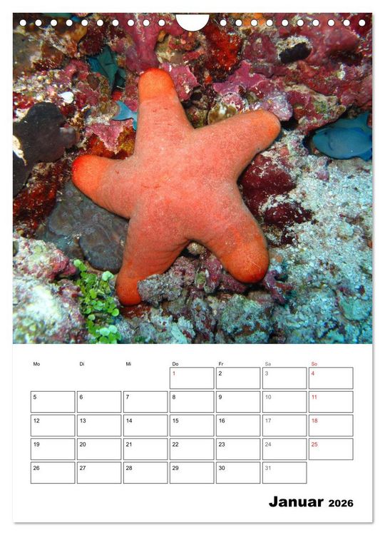 Produktbild: Zauberwelt. Fische, Korallen und Co. (Wandkalender 2026 DIN A4 hoch), CALVENDO Monatskalender