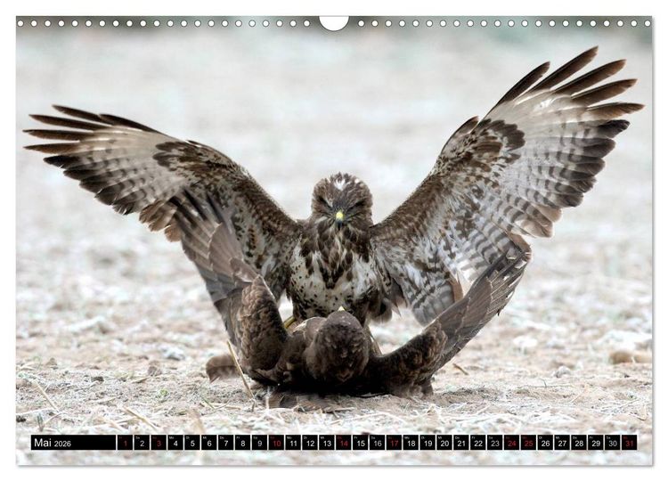 Produktbild: GREIFV&Ouml;GEL wild & frei (Wandkalender 2026 DIN A3 quer), CALVENDO Monatskalender