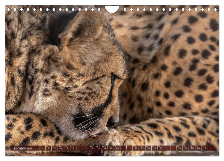 Produktbild: Amazing Cheetahs (Wall Calendar 2026 DIN A4 landscape), CALVENDO 12 Month Wall Calendar