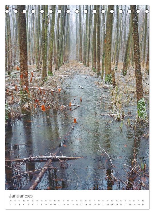Produktbild: Wald - bezaubernde Landschaften (Tischkalender 2026 DIN A5 hoch), CALVENDO Monatskalender