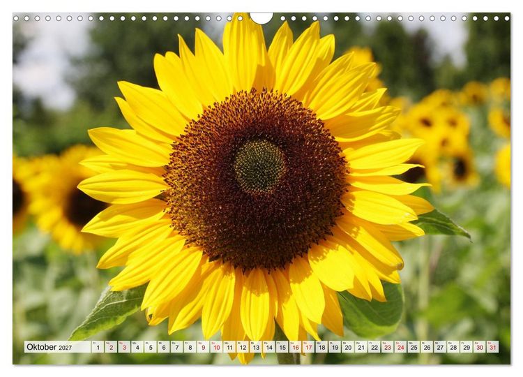 Produktbild: Herzensblumen (Wandkalender 2027 DIN A3 quer), CALVENDO Monatskalender
