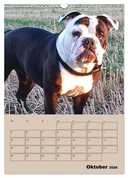 Produktbild: Bulldoggen-Gesichter (Wandkalender 2026 DIN A3 hoch), CALVENDO Monatskalender