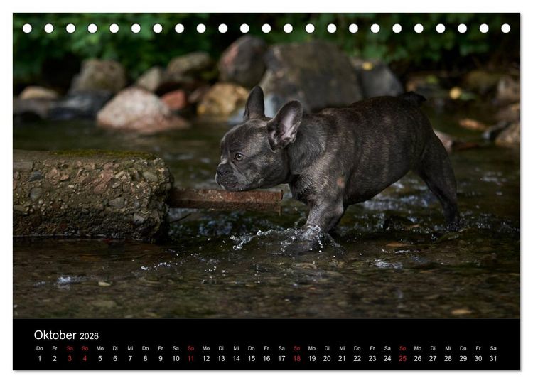 Produktbild: French Bulldog aktiv, verspielt, sportlich (Tischkalender 2026 DIN A5 quer), CALVENDO Monatskalender