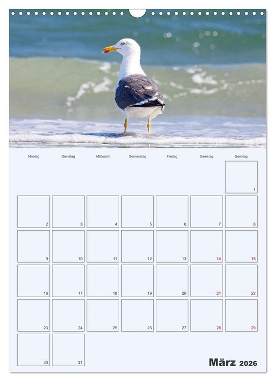 Produktbild: Wildes Leben auf Helgoland (Wandkalender 2026 DIN A3 hoch), CALVENDO Monatskalender