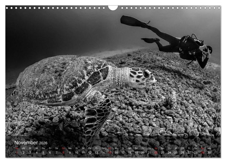 Produktbild: Schildkr&ouml;ten des Ozeans (Wandkalender 2026 DIN A3 quer), CALVENDO Monatskalender
