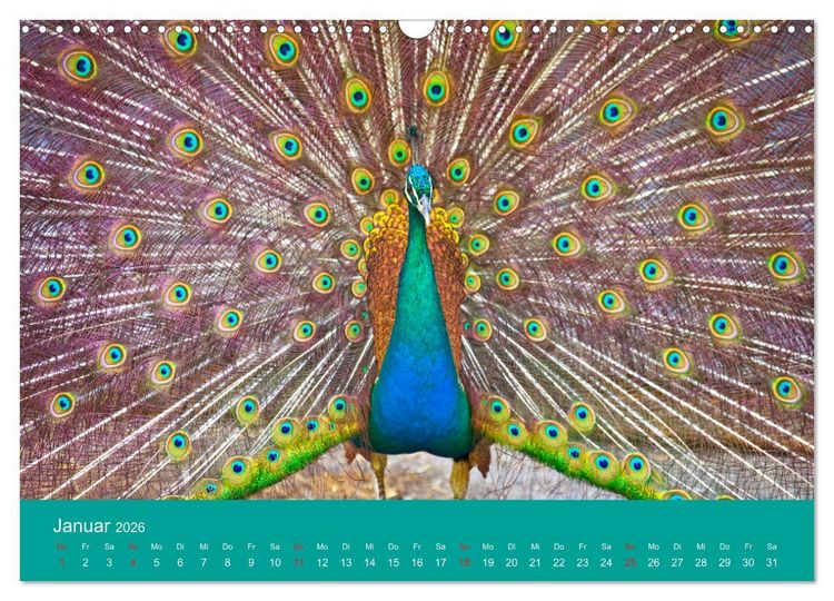 Produktbild: Wir sind die Stars am Bauernhof (Wandkalender 2026 DIN A3 quer), CALVENDO Monatskalender