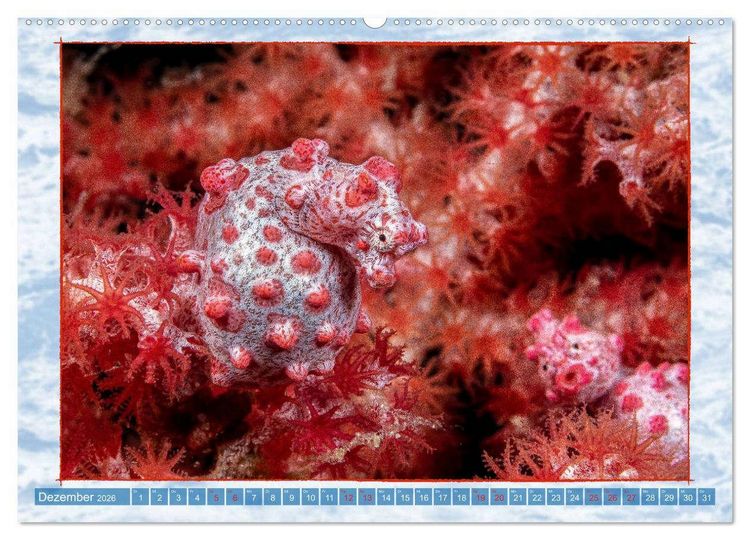 Produktbild: Farbenpracht unter Wasser (Wandkalender 2026 DIN A2 quer), CALVENDO Monatskalender