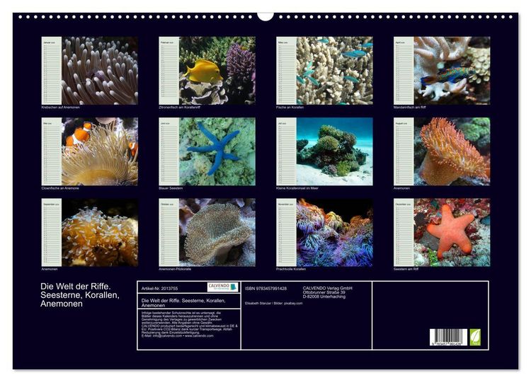 Produktbild: Die Welt der Riffe. Seesterne, Korallen, Anemonen (Wandkalender 2026 DIN A2 quer), CALVENDO Monatskalender