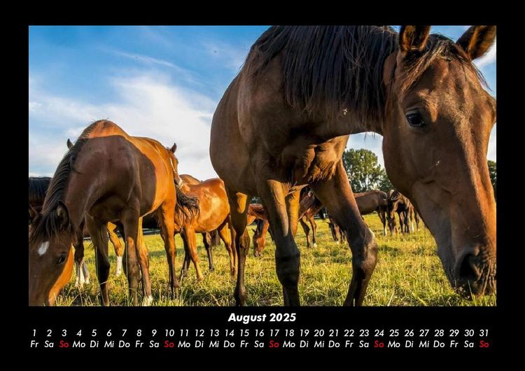 Produktbild: Pferdegefl&uuml;ster 2025 Fotokalender DIN A3