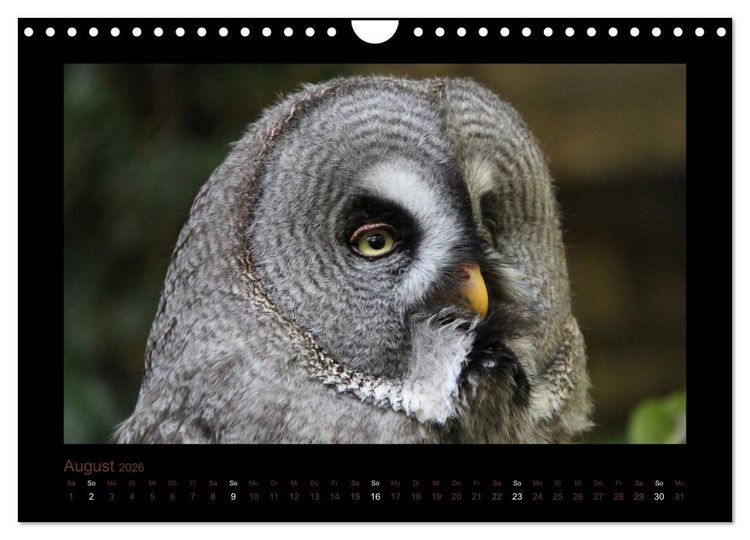 Produktbild: Eulen und K&auml;uze (Wandkalender 2026 DIN A4 quer), CALVENDO Monatskalender