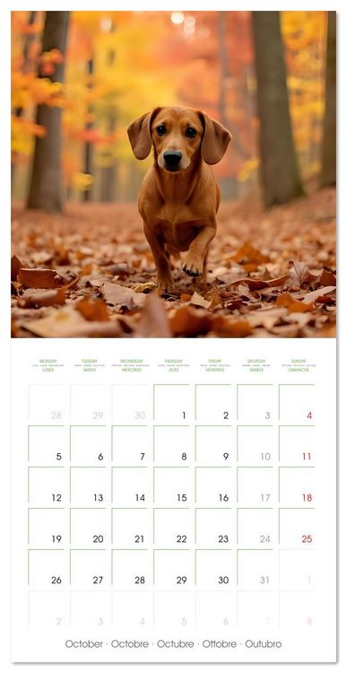 Produktbild: Dachshunds - lovely little dogs (Wall Calendar 2026 12 &times; 12 Inch) CALVENDO 12 Month Wall Calendar