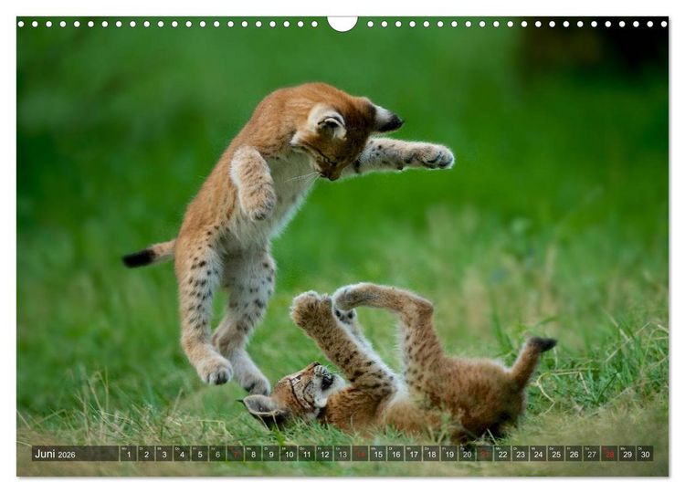 Produktbild: Der Luchs - Dem Pinselohr auf der Spur (Wandkalender 2026 DIN A3 quer), CALVENDO Monatskalender
