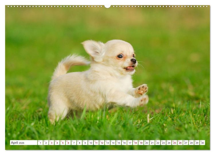 Produktbild: Enegieb&uuml;ndel Chihuahua - Temperament auf vier Pfoten (hochwertiger Premium Wandkalender 2026 DIN A2 quer), Kunstdruck in Hochglanz