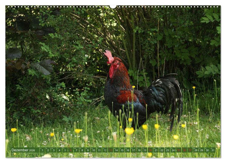 Produktbild: Hannoversches Wendland Vertr&auml;umtes Landleben (hochwertiger Premium Wandkalender 2026 DIN A2 quer), Kunstdruck in Hochglanz
