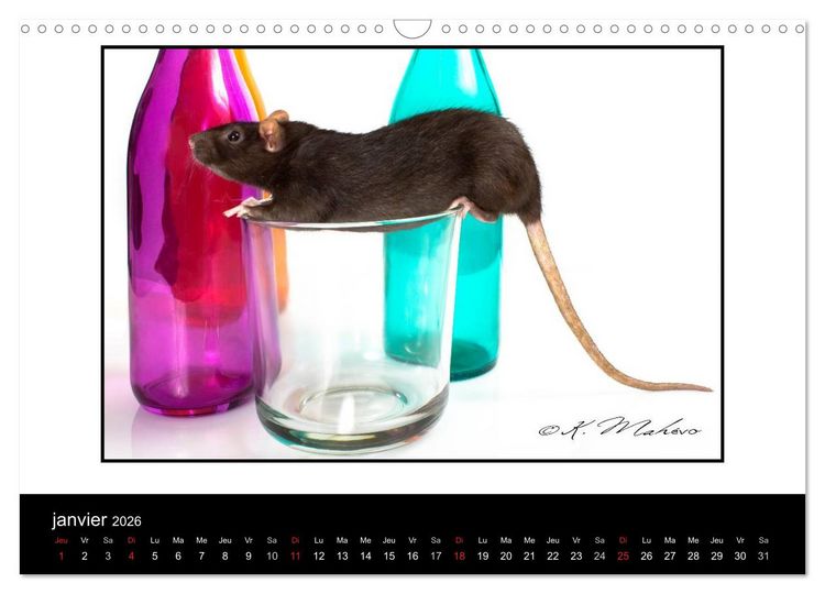 Produktbild: Ratte Ouille (Calendrier mural 2026 DIN A3 vertical), CALVENDO calendrier mensuel