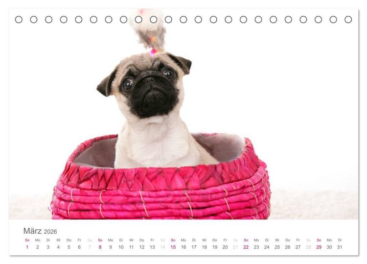 Produktbild: Mopswelpe Emma (Tischkalender 2026 DIN A5 quer), CALVENDO Monatskalender