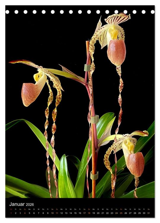 Produktbild: Orchideen - Exoten im Wohnzimmer (Tischkalender 2026 DIN A5 hoch), CALVENDO Monatskalender