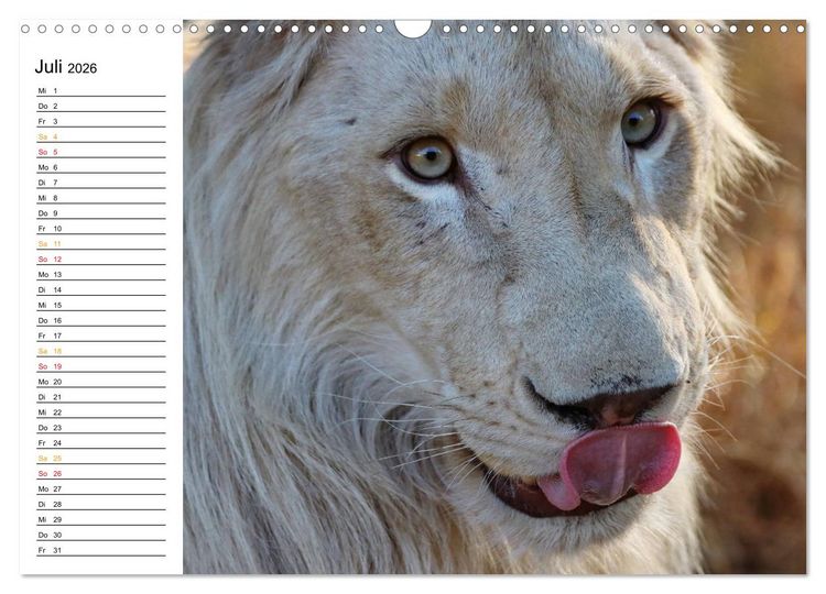 Produktbild: LION KING SELFIES L&ouml;wen hautnah (Wandkalender 2026 DIN A3 quer), CALVENDO Monatskalender