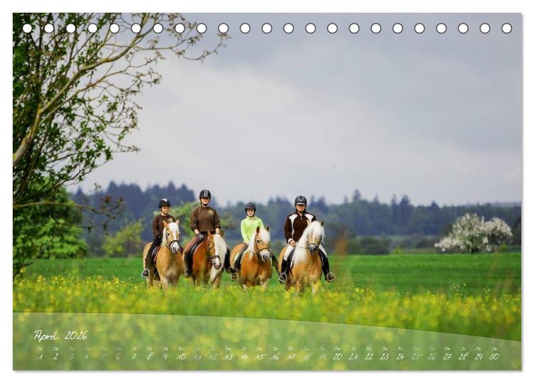 Produktbild: Haflinger-Pferde in Reinzucht (Tischkalender 2026 DIN A5 quer), CALVENDO Monatskalender