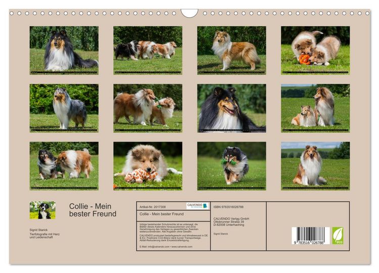 Produktbild: Collie - Mein bester Freund (Wandkalender 2026 DIN A3 quer), CALVENDO Monatskalender