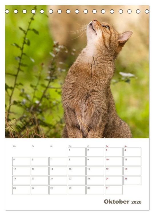 Produktbild: Europ&auml;ische Wildkatzen - Jahresplaner (Tischkalender 2026 DIN A5 hoch), CALVENDO Monatskalender