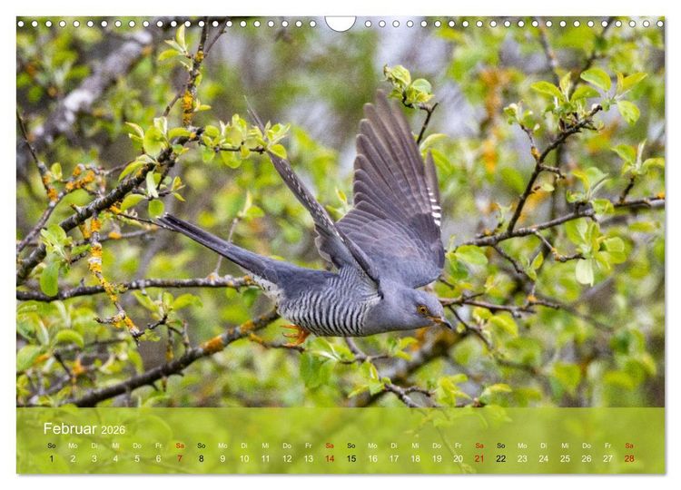 Produktbild: Kuckuck,Kuckuck,rufts aus dem Wald (Wandkalender 2026 DIN A3 quer), CALVENDO Monatskalender