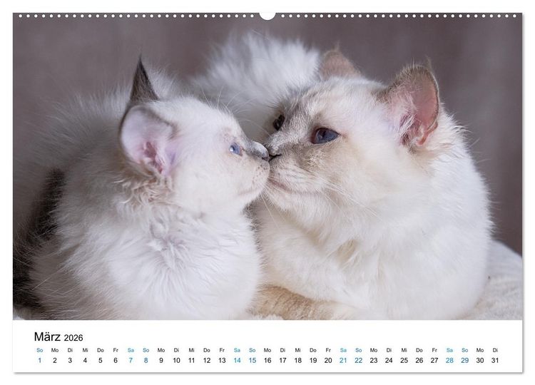 Produktbild: Heilige Birma Kitten - ein Traum auf wei&szlig;en Pf&ouml;tchen (Wandkalender 2026 DIN A2 quer), CALVENDO Monatskalender