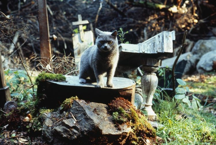 Produktbild: Friedhof der Kuscheltiere