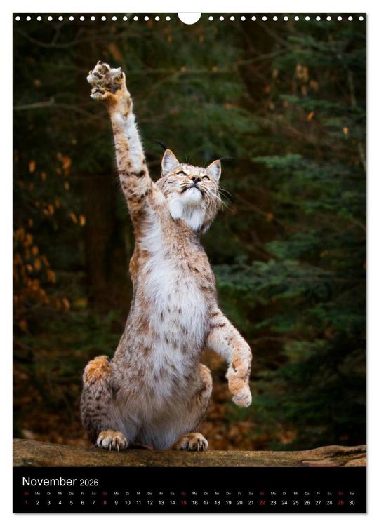 Produktbild: Der Luchs - Europas gr&ouml;&szlig;te Samtpfote (Wandkalender 2026 DIN A3 hoch), CALVENDO Monatskalender