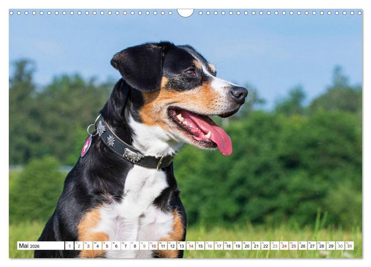 Produktbild: Mein bester Freund - Entlebucher Sennenhund (Wandkalender 2026 DIN A3 quer), CALVENDO Monatskalender
