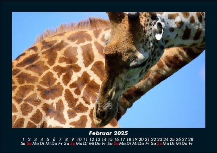 Produktbild: Giraffen 2025 Fotokalender DIN A5