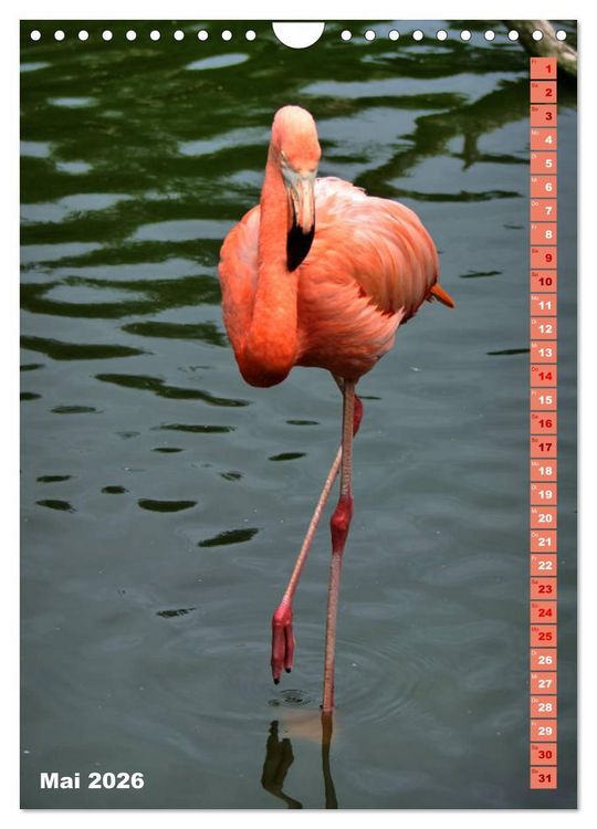 Produktbild: Rosarote Flamingo (Wandkalender 2026 DIN A4 hoch), CALVENDO Monatskalender