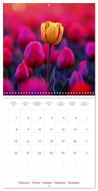 Produktbild: Tulips - Harbingers of Spring (Wall Calendar 2027 12 &times; 12 Inch) CALVENDO 12 Month Wall Calendar