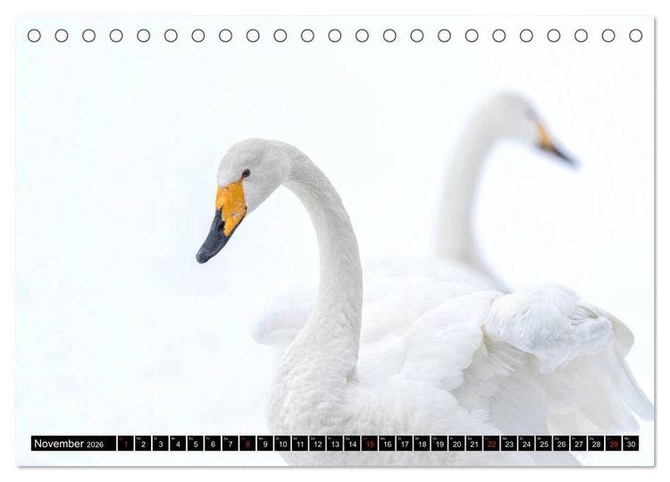 Produktbild: Japanische Vogelwelt im Winter (Tischkalender 2026 DIN A5 quer), CALVENDO Monatskalender