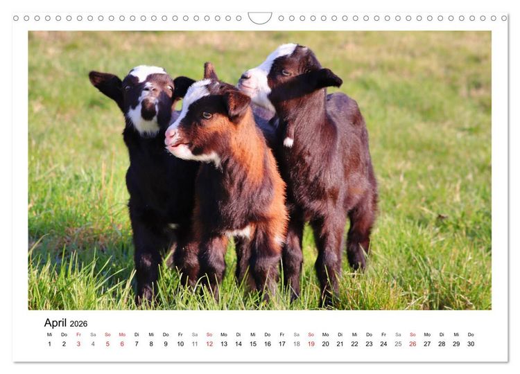 Produktbild: Wer zickt denn da? - Zicklein-Edition (Wandkalender 2026 DIN A3 quer), CALVENDO Monatskalender