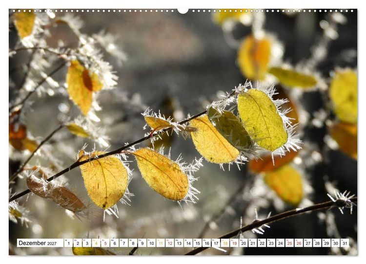 Produktbild: 12 Monate Natur (Wandkalender 2027 DIN A2 quer), CALVENDO Monatskalender